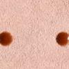 Rosa - dots marrone
