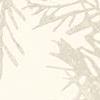 Whitewash