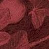 Ficus Claret