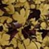 Ficus Gold