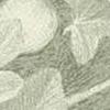 Ficus Mastic