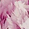 Rosegarden Eclipse