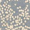 Andesite