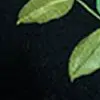 Jade